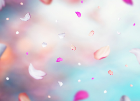 Falling Petals Pictures | Download Free Images on Unsplash