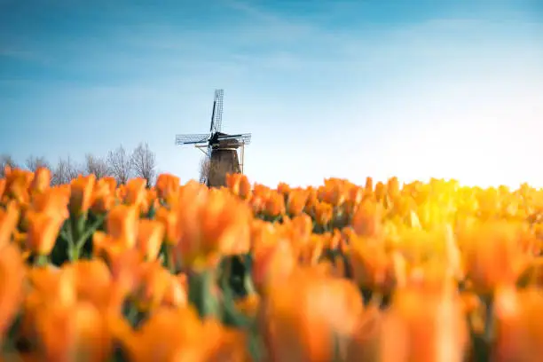 Traditional dutch windmill in the middle of tulip field.