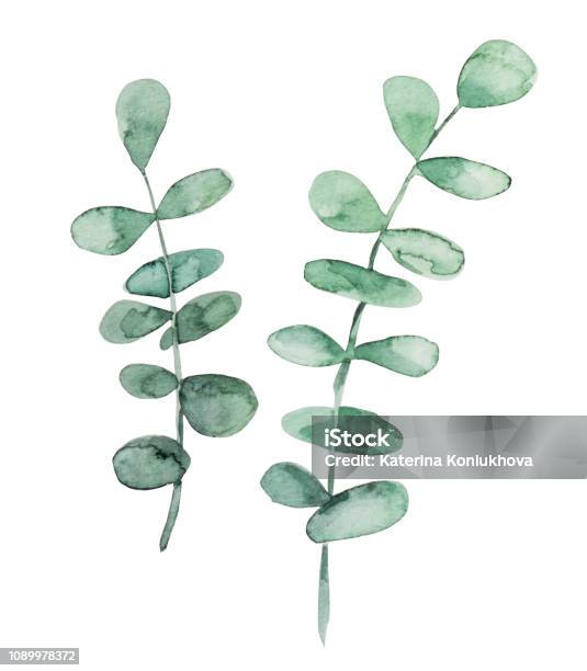 Eucalyptus Stock Illustration - Download Image Now - Watercolor Painting, Eucalyptus Tree, Leaf