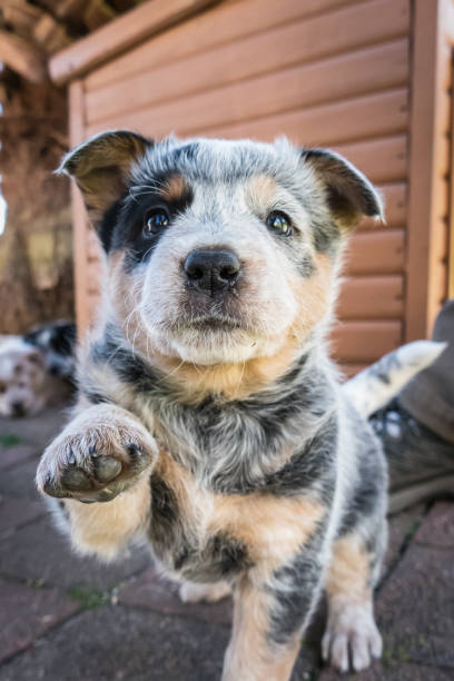 One 6-weeks old Blue Heeler puppy, Australian Cattle Dog, looks at camera, one paw raised, tail up One cute 6-weeks old Blue Heeler puppy looks into camera with one paw raised and tail up. The breed is also called Australian Cattle Dog and is an iconic Australian working dog breed. In the background a brown wooden dog house and two puppies. australian cattle dog stock pictures, royalty-free photos & images