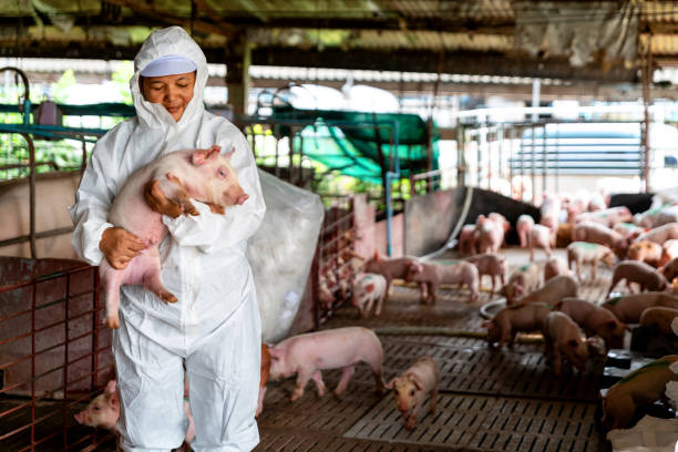 fazenda de porcos, trabalhando na fazenda de porcos, médico veterinário examinando os porcos em uma fazenda de porcos - husbandry - fotografias e filmes do acervo