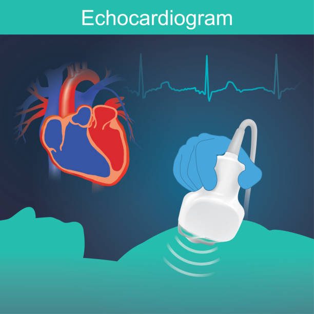 Echocardiogram vector art illustration