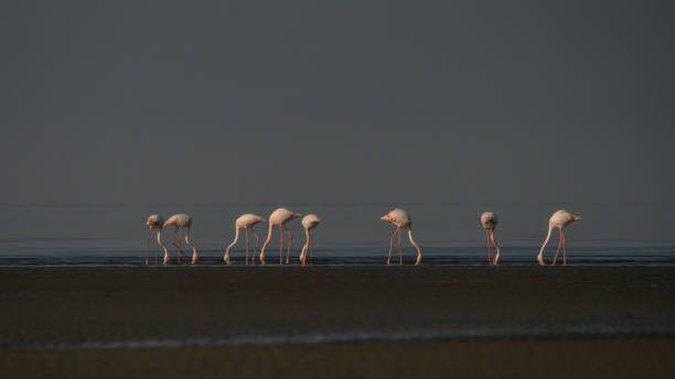 istock Greater Flamingo / Phoenicopterus roseus 1089983016