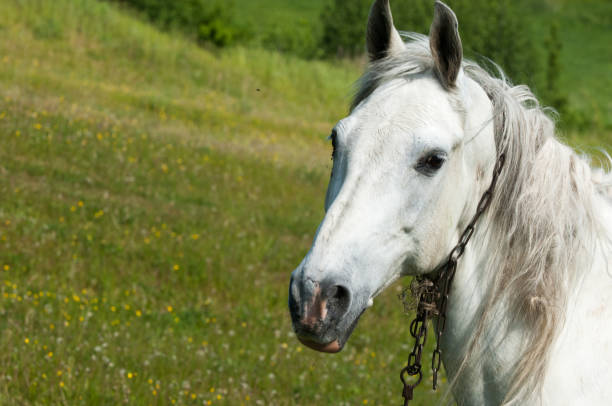 istock Horse grazes on a green lawn 1089984498