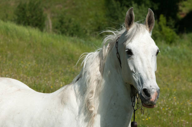 istock Horse grazes on a green lawn 1089984522
