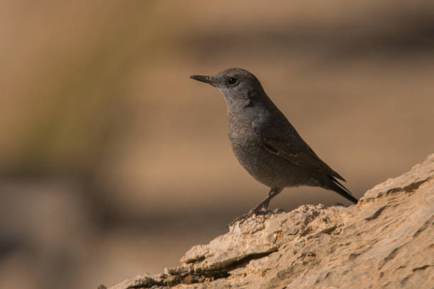 istock Blue Rock Thrush / Monticola solitarius 1089984998
