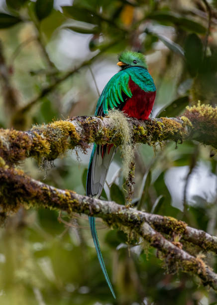 istock Resplendent quetzal 1089987374