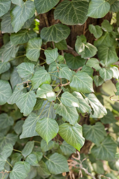 istock focus on green leaves 1089987494
