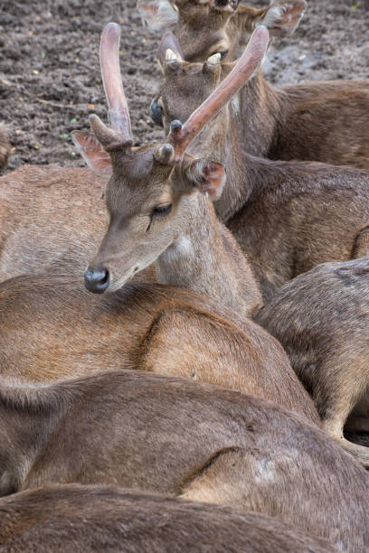 istock Group of Deer in the park 1089988684