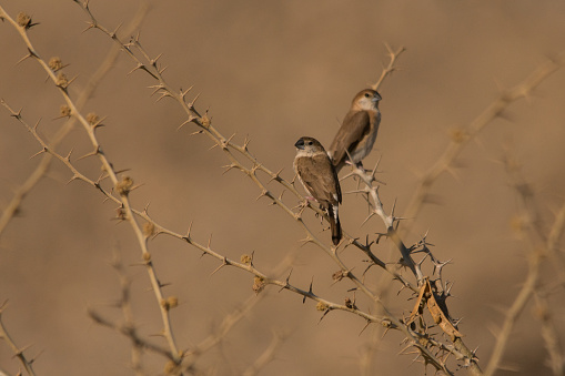 Bird from Iran on a beautiful background