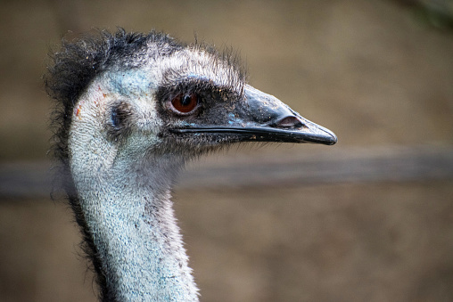 Image of Closeup portrait of common ostrich.