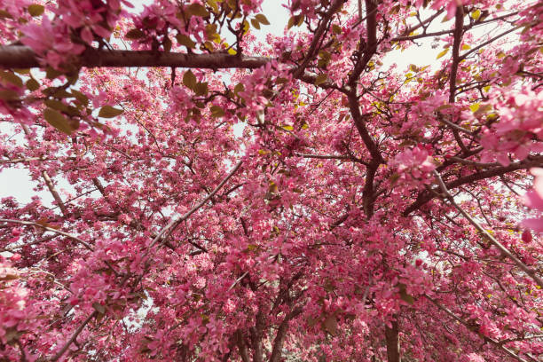 Plum blossom bud in springtime