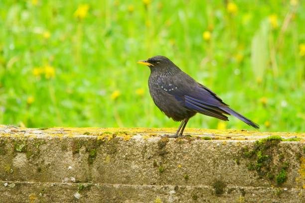 istock Blue Whistling Thrush / Myophonus caeruleus 1089993086