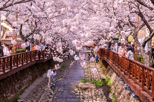 Tourists taking photos of Spring Cherry blossom at Yeojwacheon Stream, Jinhae, South Korea.