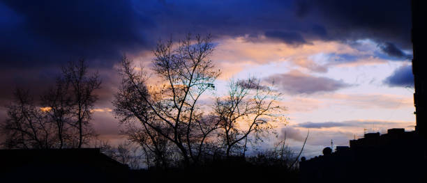 istock Silhouette of Evening Trees 1089998686