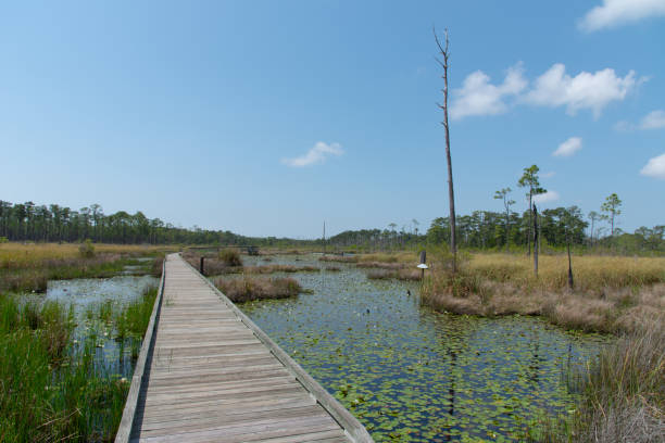 istock Wooden trail leads into swamp 1090004638
