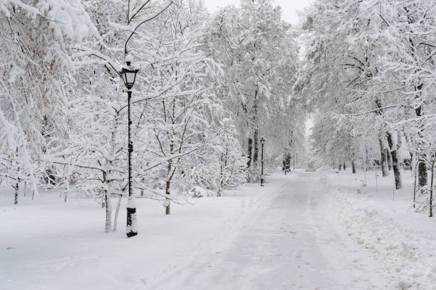 istock Snow in the park 1090006628