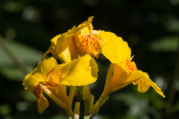 istock Yellow Canna flower in dark background 1090006816