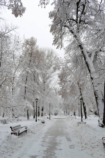 istock Snow in the park 1090006906