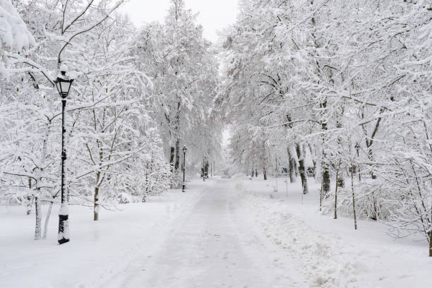 istock Snow in the park 1090006960