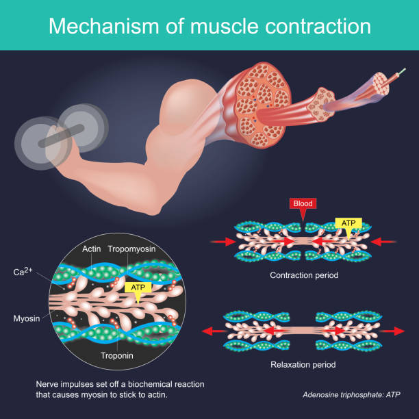 мышечное сокращение в результате нервных импульсов отправился биохимической реакции, которая вызывает миозин придерживаться актин. инфог - muscular contraction stock illustrations