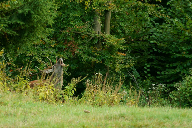Carpathian deer in a natural environment. Bieszczady mountains.