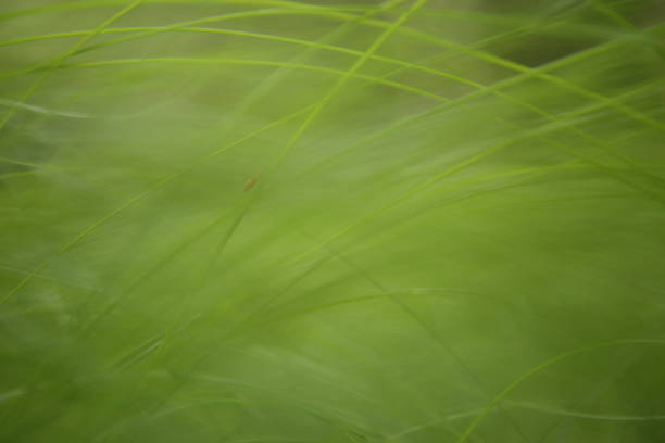 istock Detail of green grass 1090011206