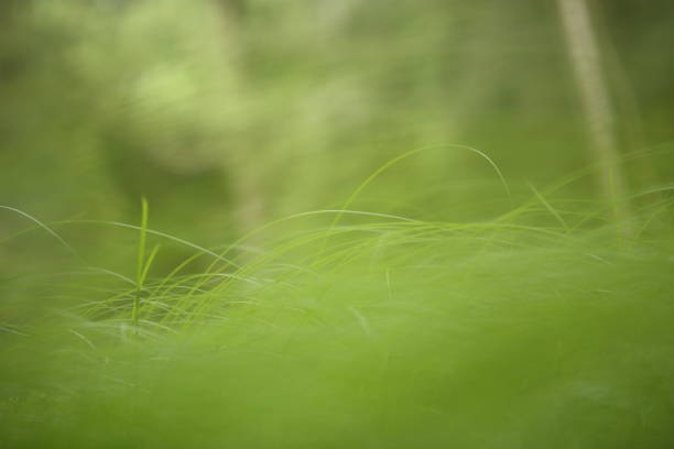 istock Detail of green grass 1090011228