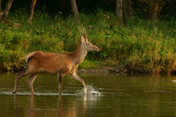istock Red deer (Cervus elaphus) in the river during the rut. Bieszczady Mountains, Poland. 1090012902