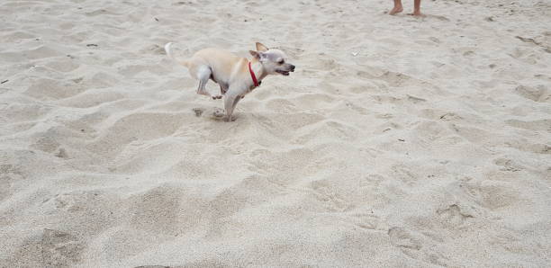 istock Golden Chihuahua Running 1090012922