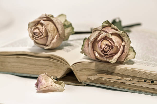 istock Two dried roses on an old book 1090014320