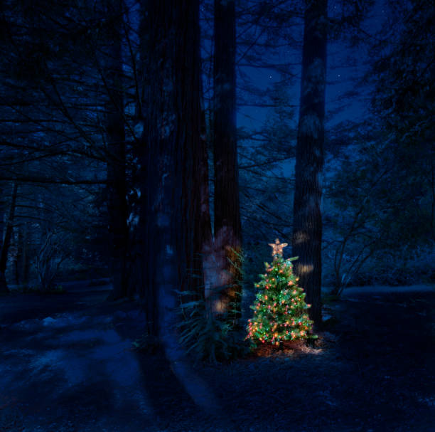 Christmas tree in yard at night in forest by redwood trees in California Christmas tree in yard at night in forest by redwood trees in California lit and glowing in darkness mendocino county photos stock pictures, royalty-free photos & images