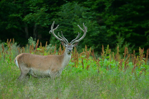 Carpathian deer in a natural environment. Bieszczady mountains.