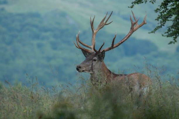 istock Red deer (Cervus elaphus) in a meadow near the forest during the rut 1090016082