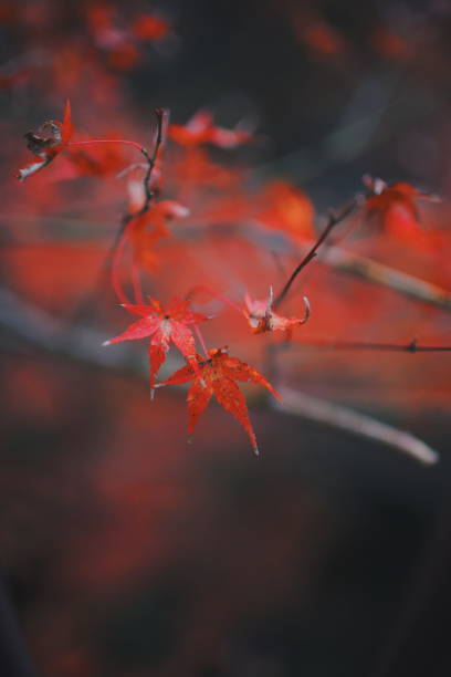 istock Autumn leaves background 1090018176