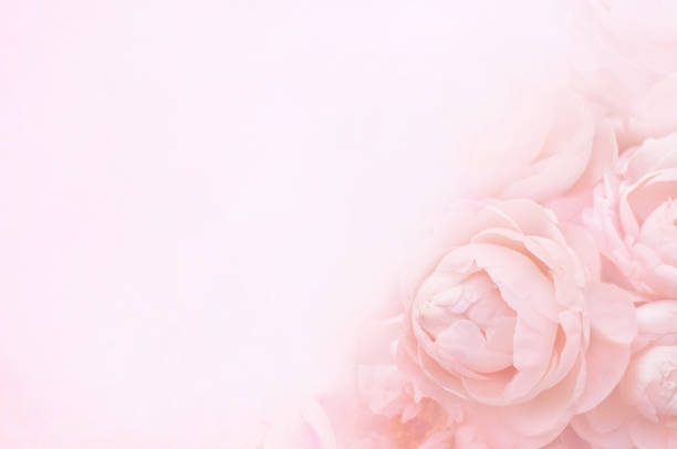 istock Summer blossoming delicate peony blooming flowers festive background 1090018350