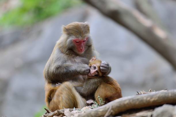 istock Females monkey and its baby 1090018370