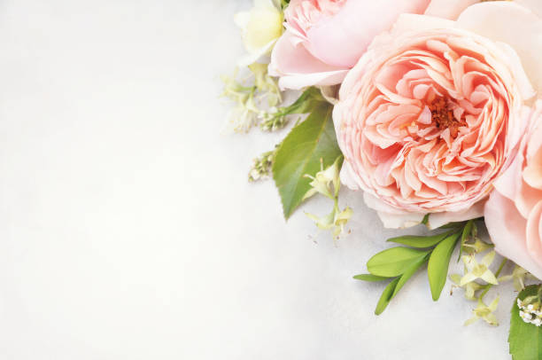 istock Summer blossoming delicate rose flowers 1090018440