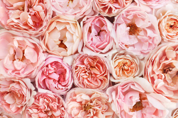 istock Summer blossoming delicate rose flowers 1090018460