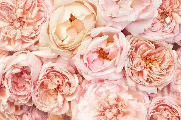 istock Summer blossoming delicate rose flowers 1090018508