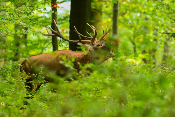 istock Red deer (Cervus elaphus) in the forest during the rut. Bieszczady Mountains. Poland 1090020410