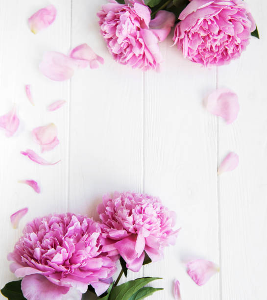 istock beautiful pink  peony flowers 1090024146