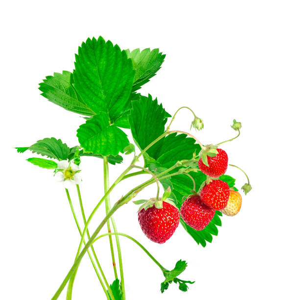 strawberry plant with leaves, berries and flower, isolated on white background. - strawberry plant imagens e fotografias de stock