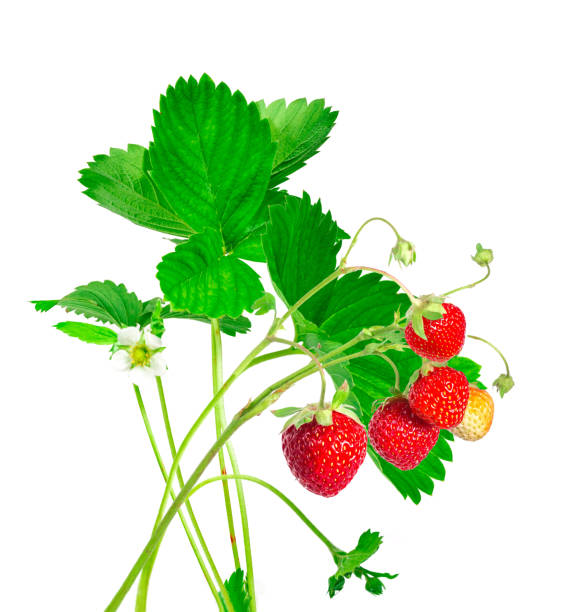 клубничное растение с листьями, ягодами и цветком, изолированное на белом фоне. - strawberry plant стоковые фото и изображения