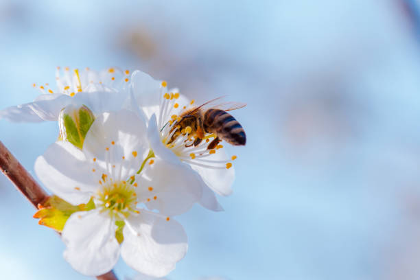 istock Honey bee on cherry tree blossom flower. Macro close-up shot. 1090024640