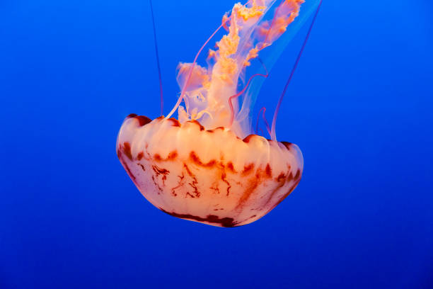 istock Orange jelly fish on a dark blue background 1090024792