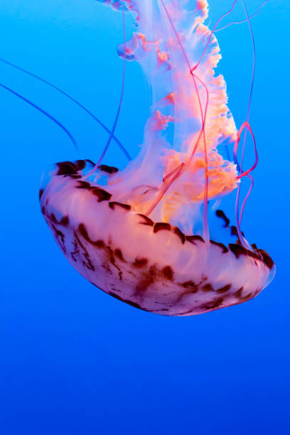istock Orange jelly fish on a dark blue background 1090024804