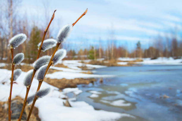 fondo de primavera con pendientes de sauce - siberia river nature photograph fotografías e imágenes de stock