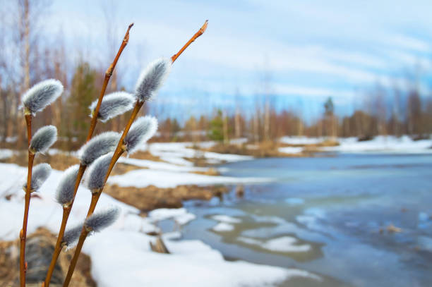 sfondo primaverile con orecchini di salice - siberia river nature photograph foto e immagini stock