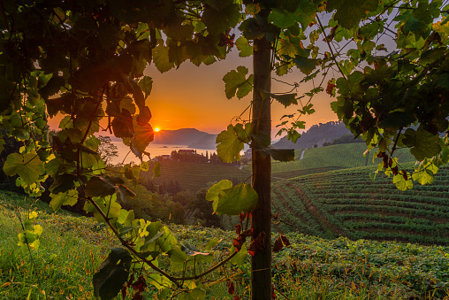 Txakoli vineyards at sunrise, Cantabrian sea in the background, Getaria in Basque Country, Spain